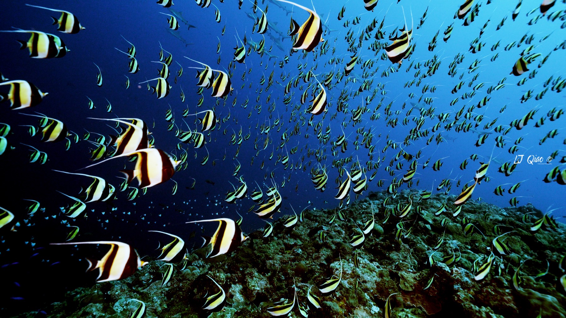 Niu's Tour Palau image