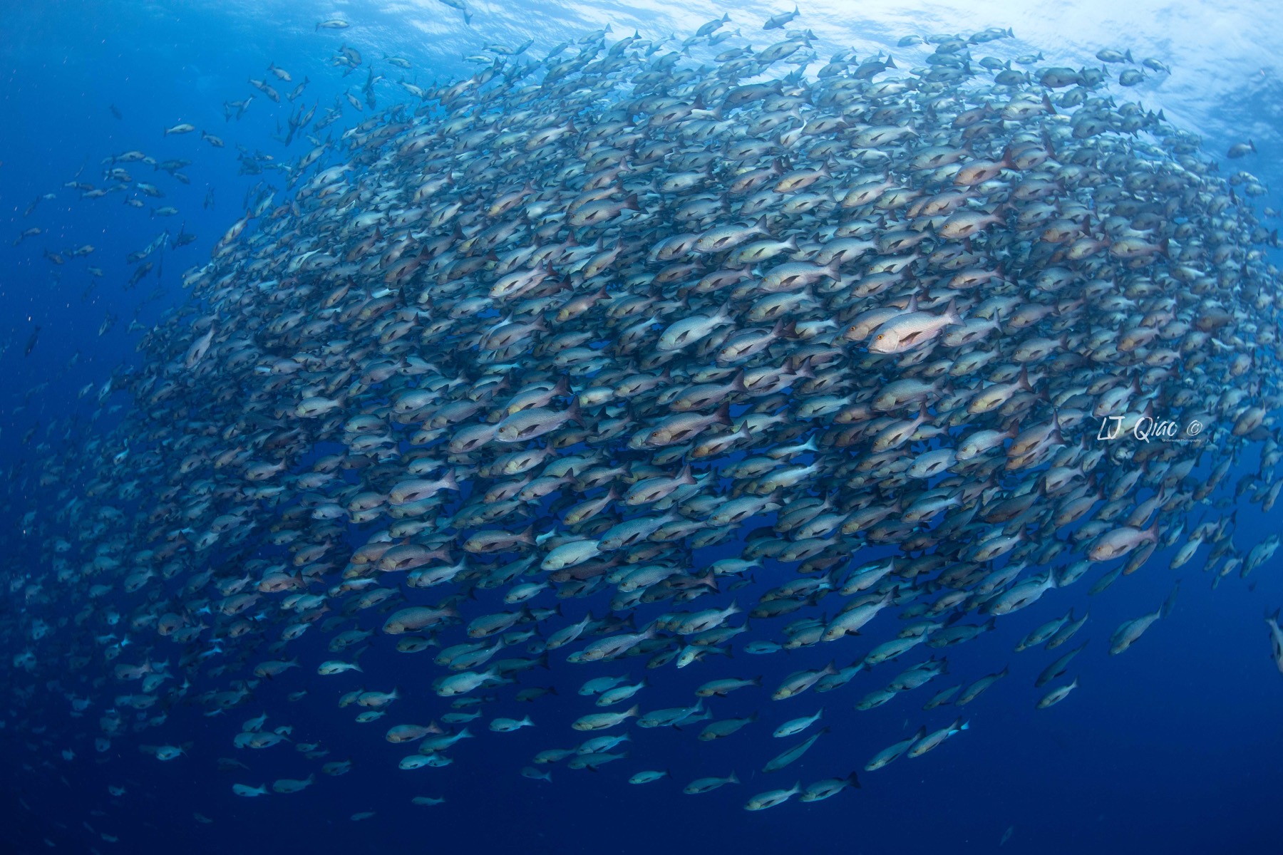 Palau diving scene
