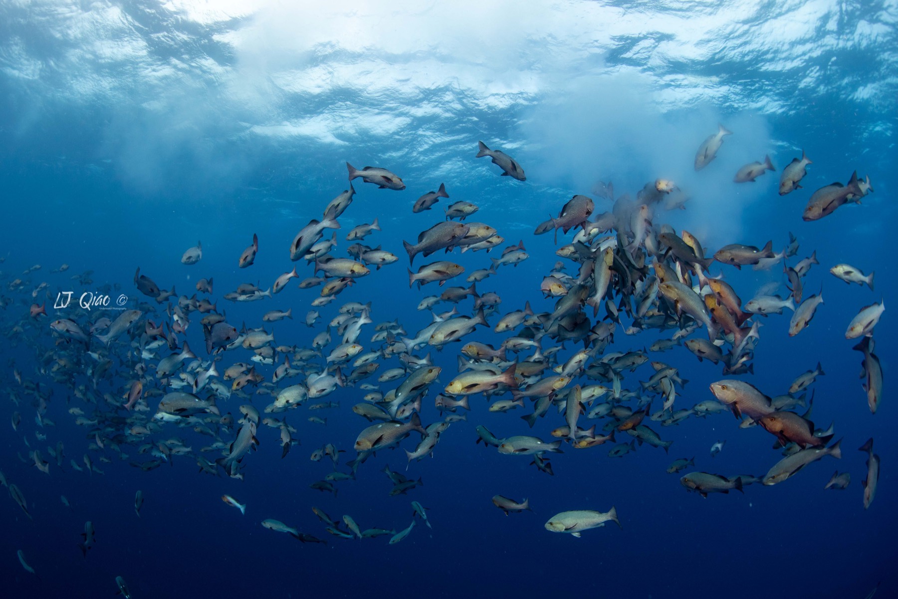 Palau underwater marine life