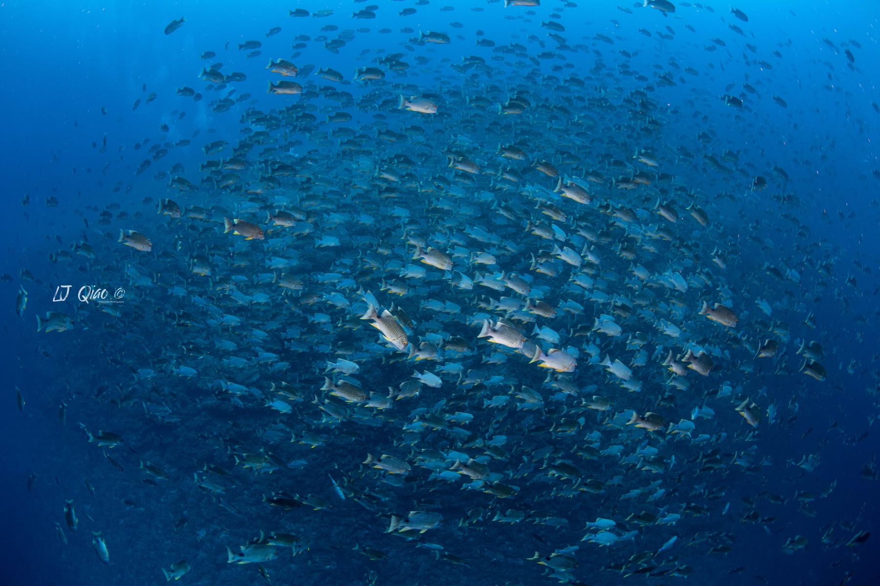 Palau reef and blue water
