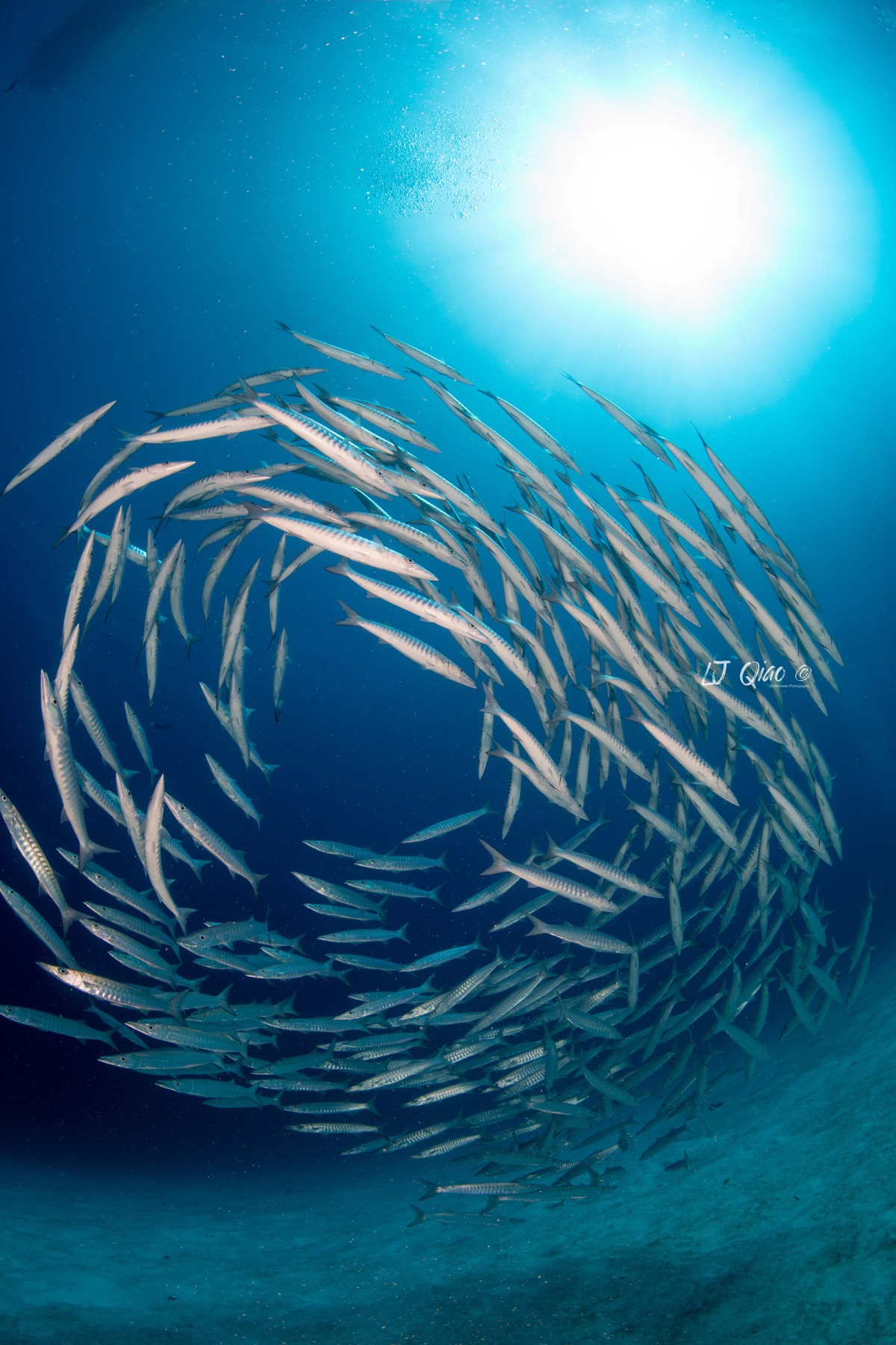 Vertical Palau dive photo