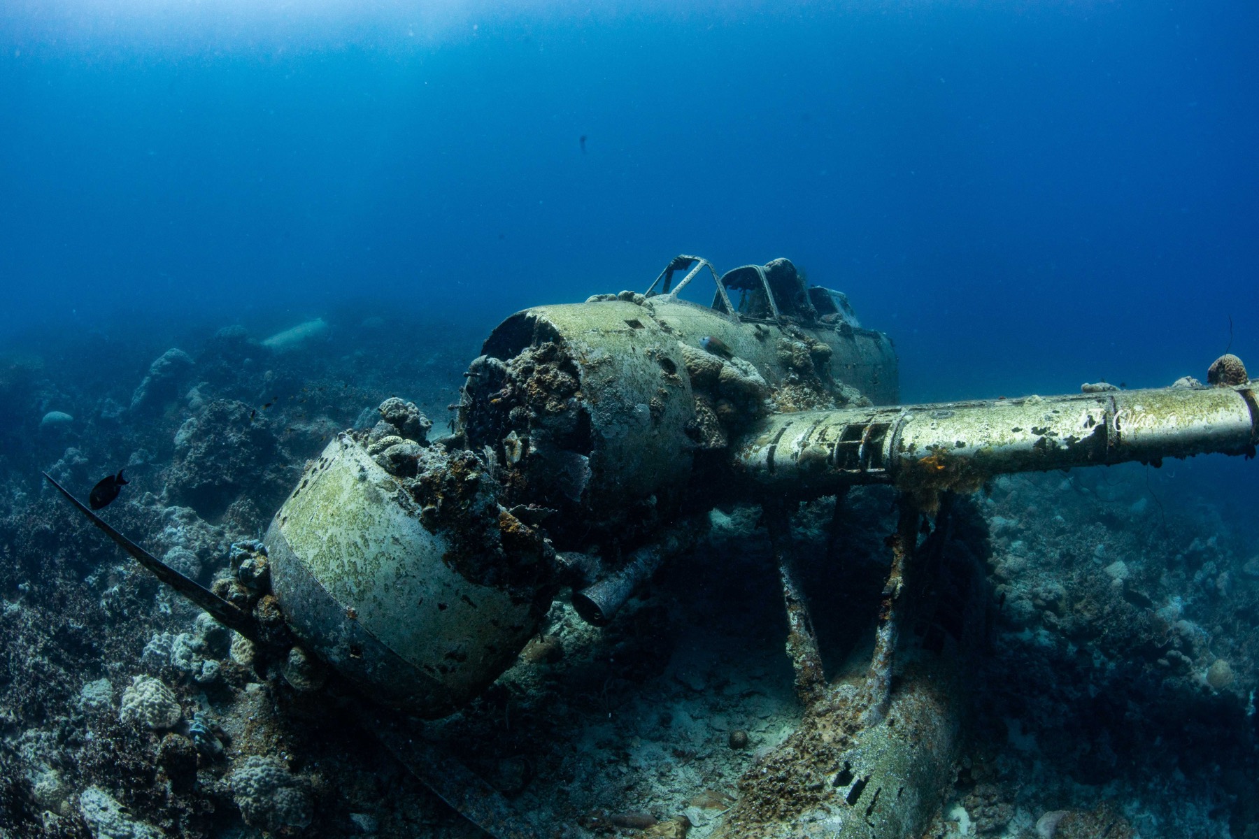 Palau underwater photography