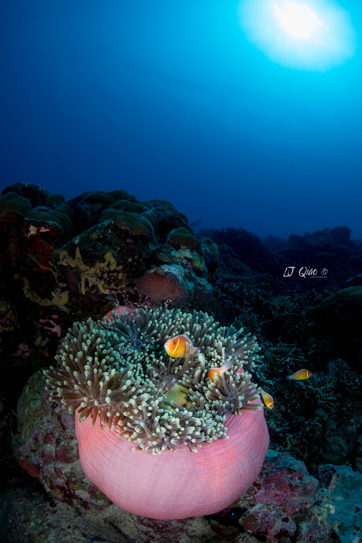 Vertical Palau underwater photo