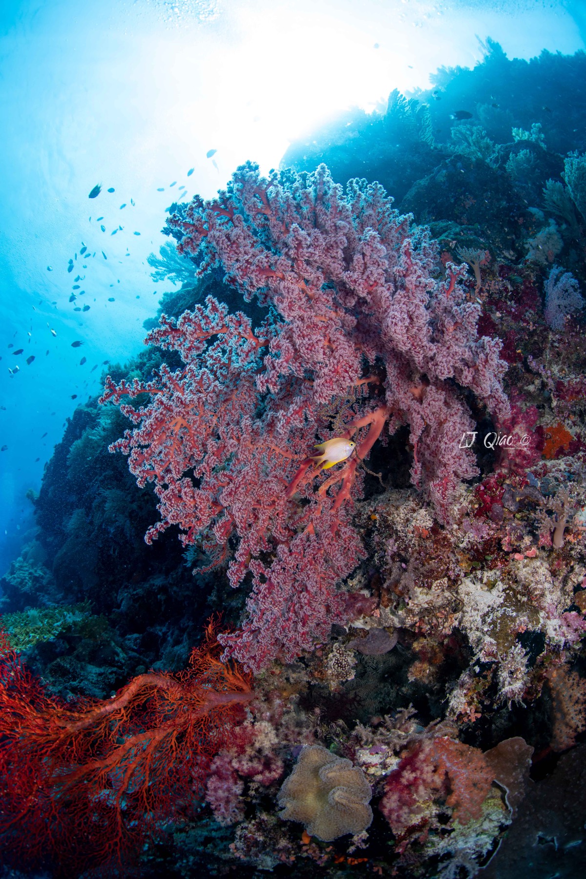 Vertical dive trip photo