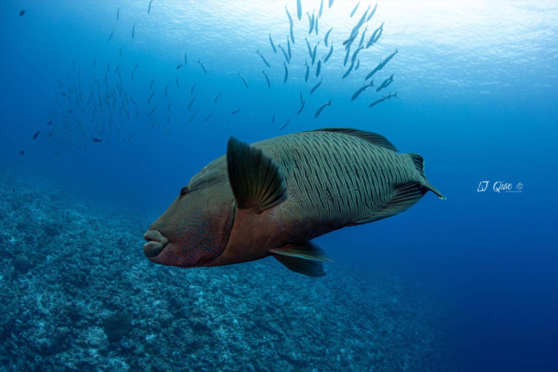 Palau dive experience