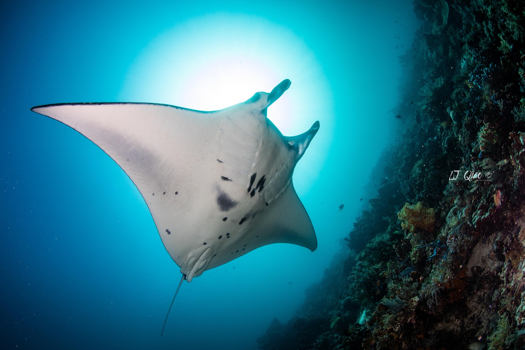 Palau underwater wide photo