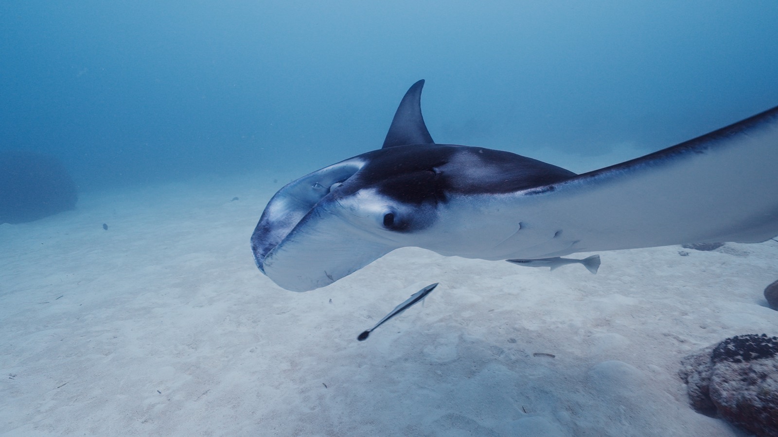 Manta ray over sand in Palau