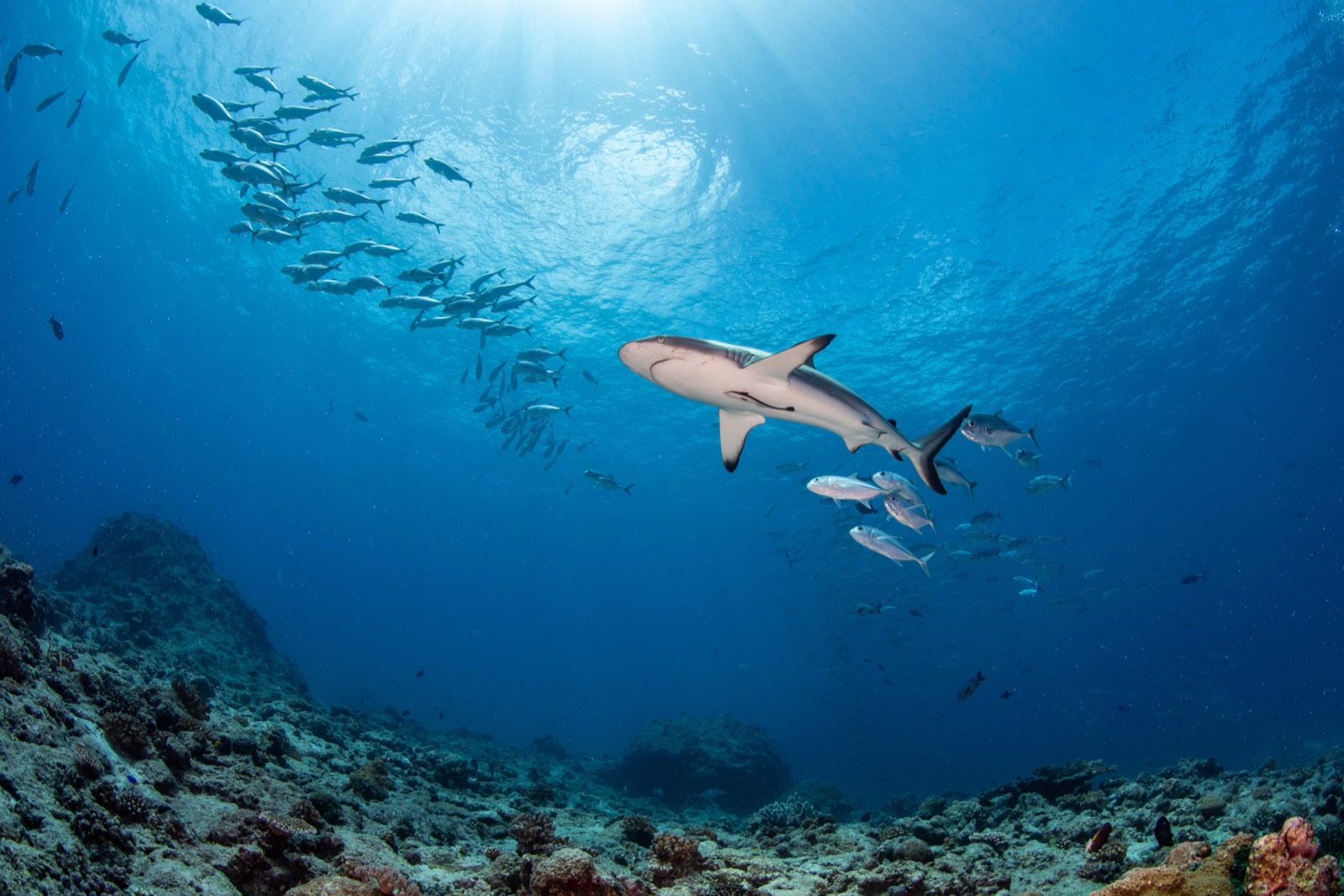 Palau fun dive scene