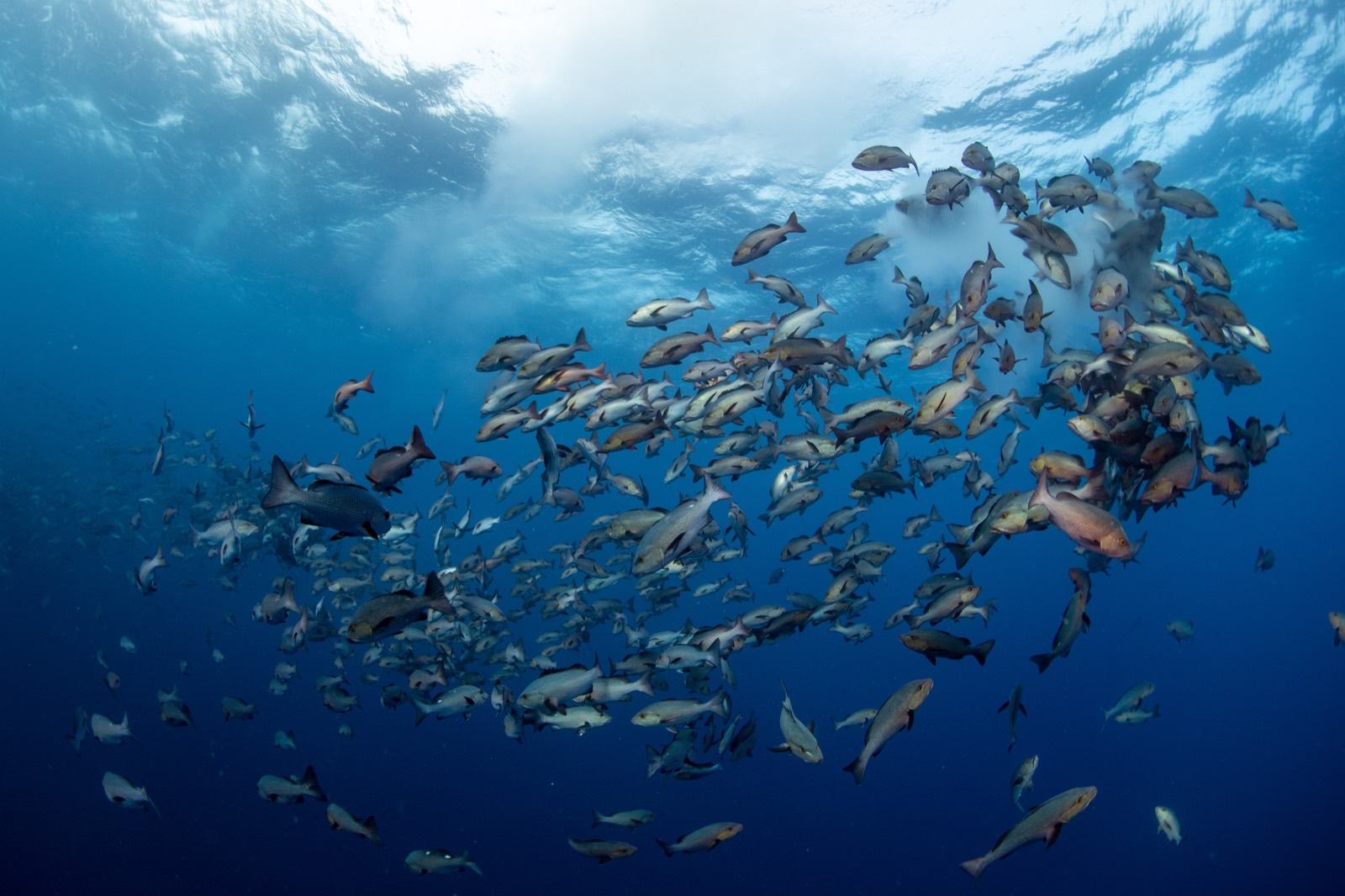 Reef fish gathering in Palau blue water
